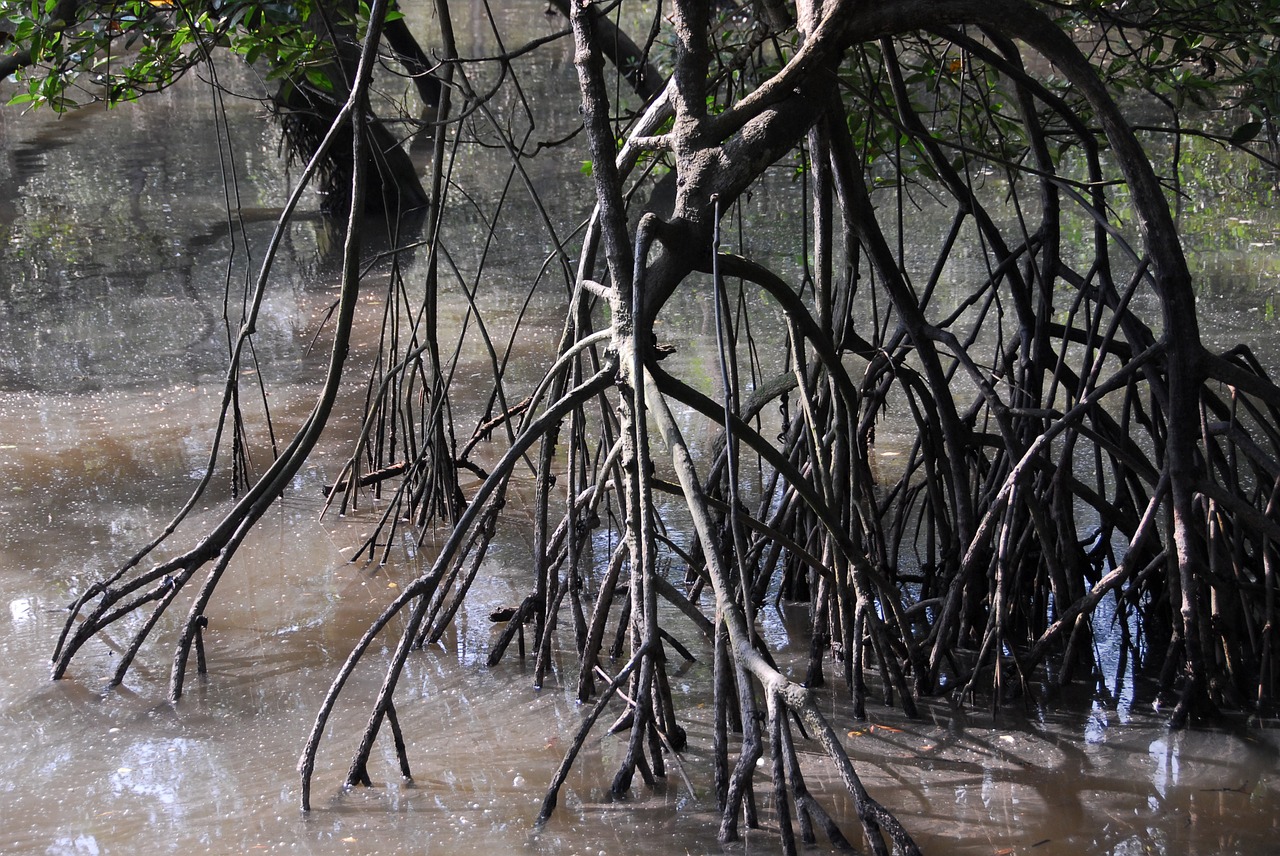 mangrove swamp singapore free photo
