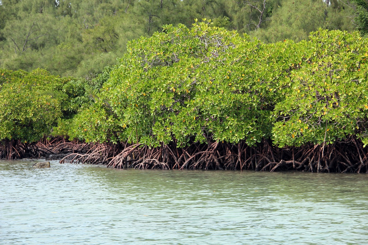 mangrove green tropical free photo