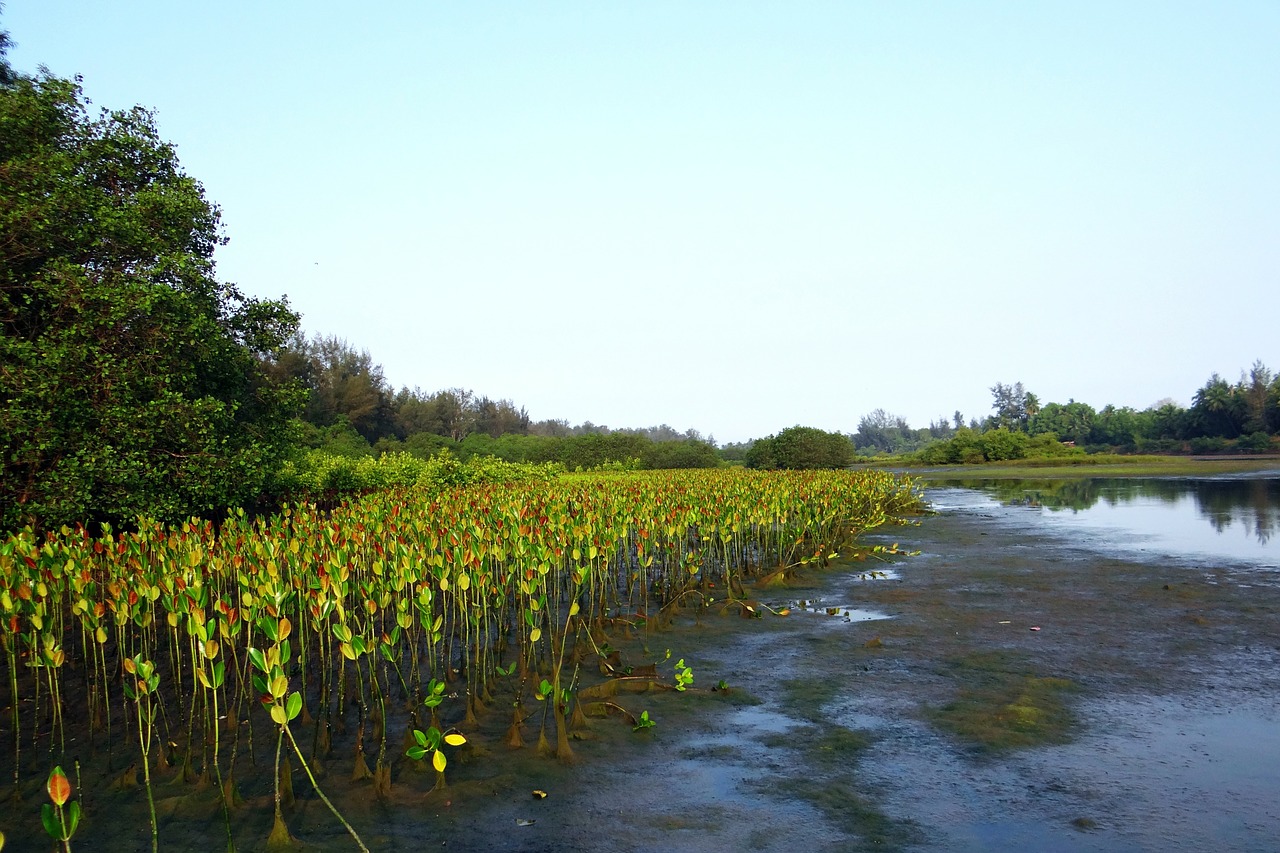 mangrove species seedlings plantation free photo