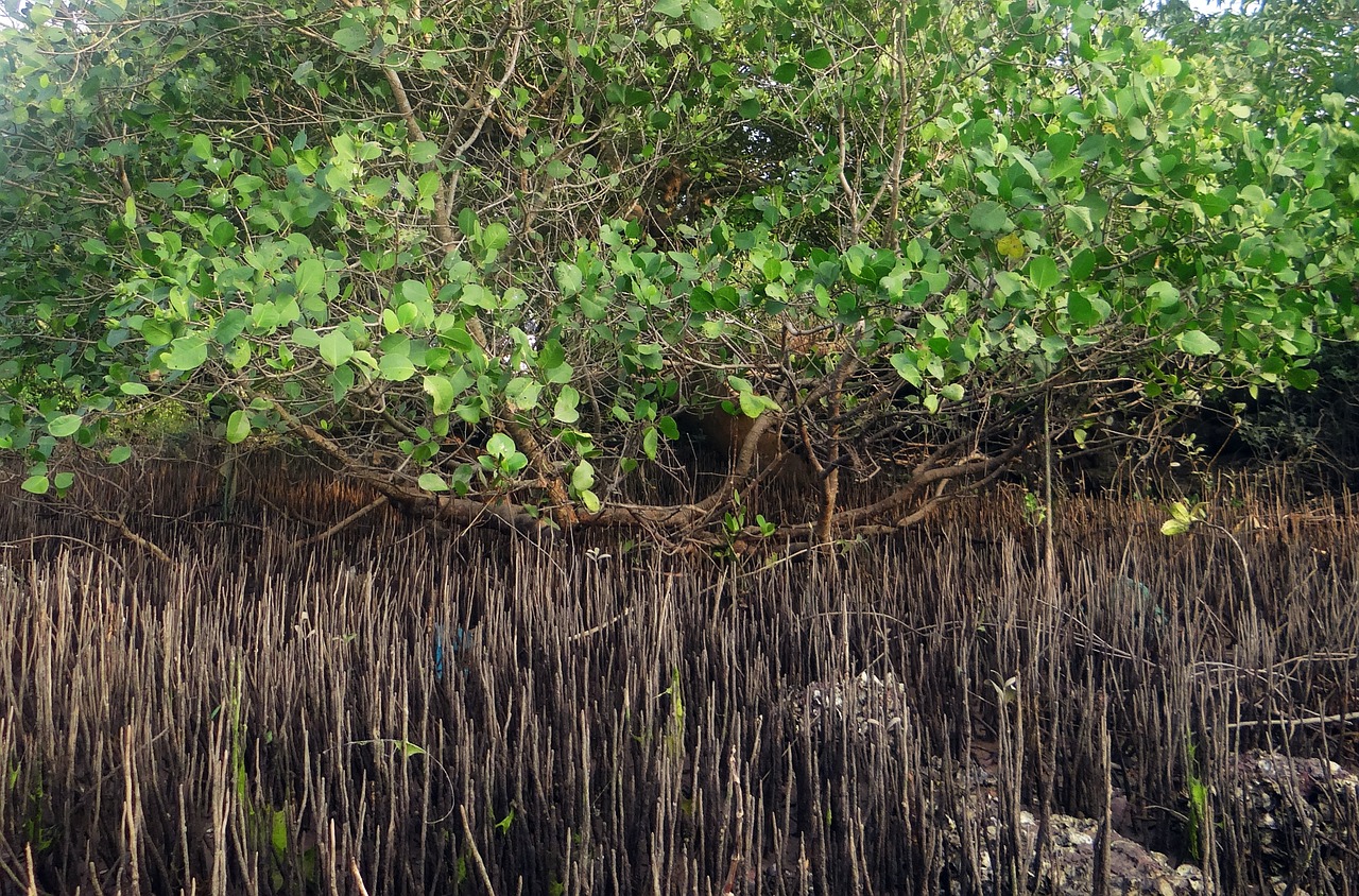 mangrove species breathing roots tidal forest free photo