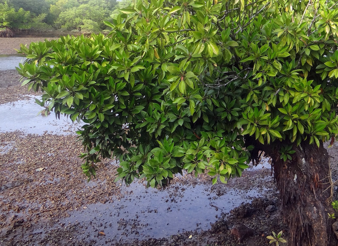 mangrove species aerial roots tidal forest free photo