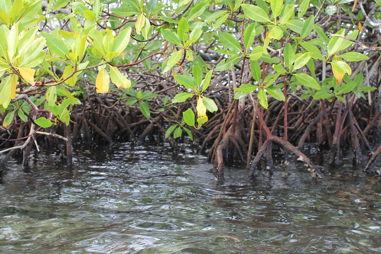 mangrove swamp landscape natural free photo