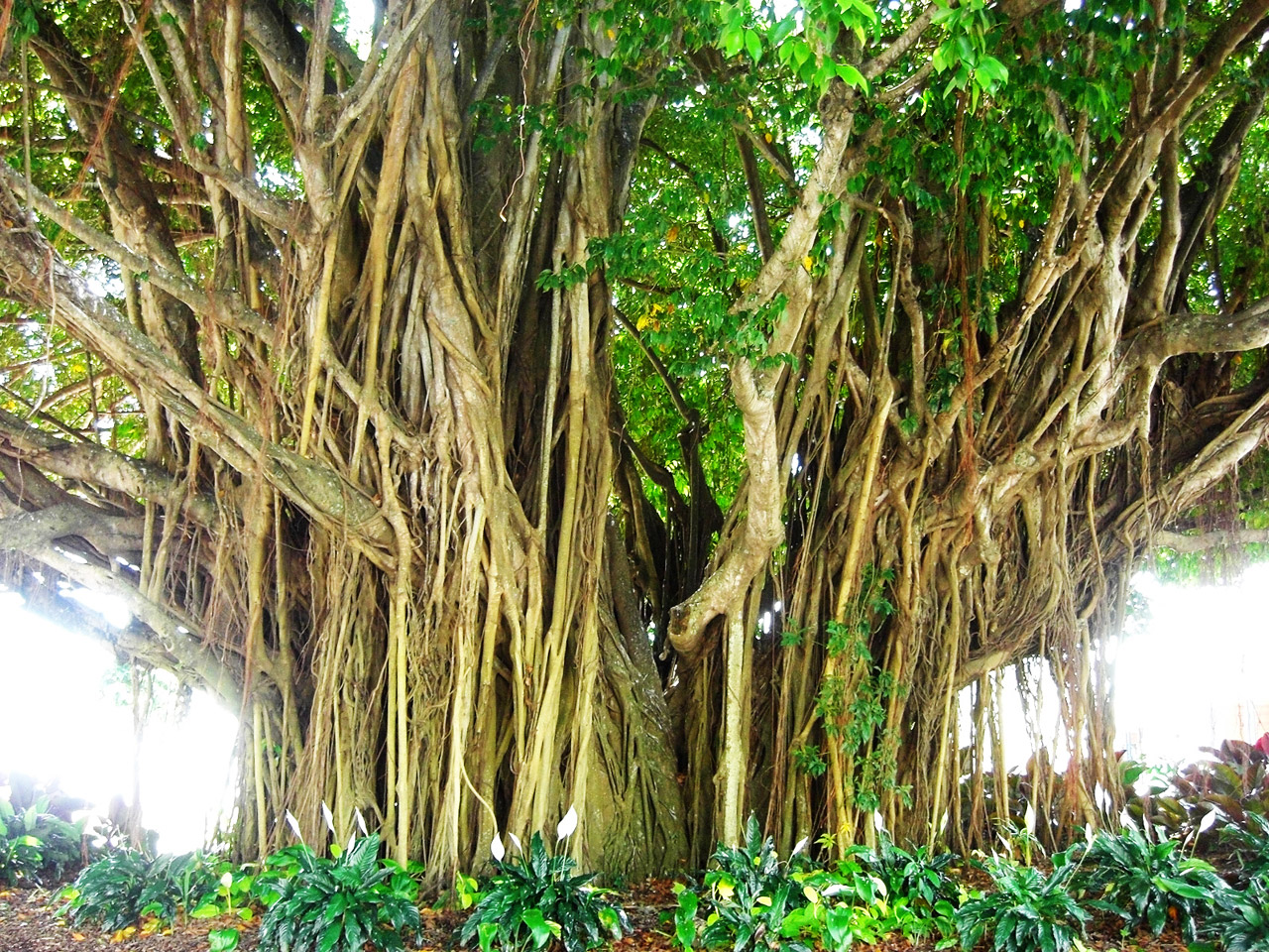 mangrove tree forest free photo