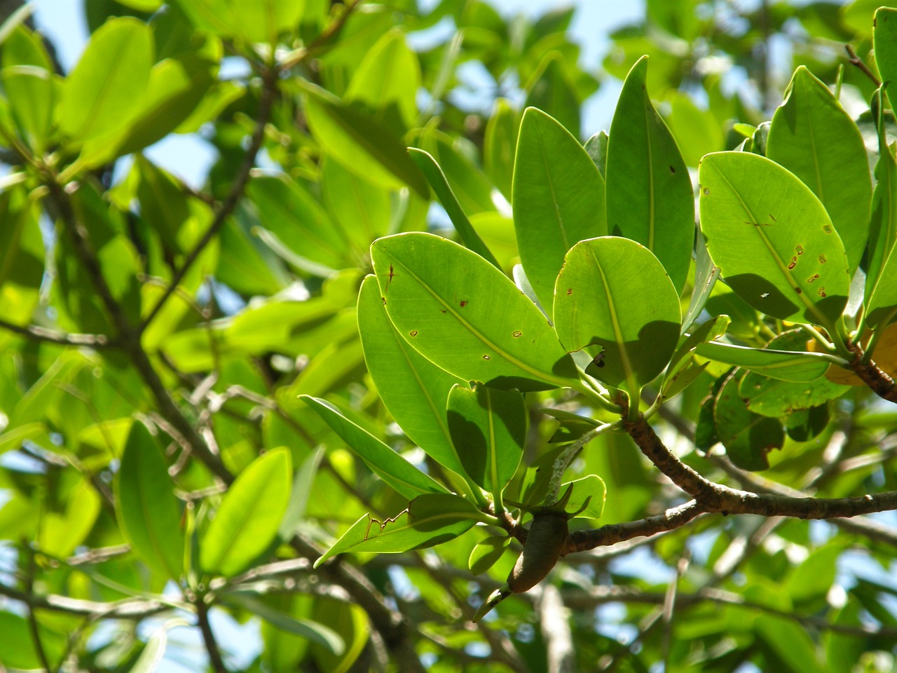 mangrove trees trees beach free photo