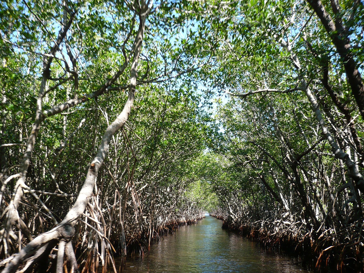 mangroves everglades bogs free photo