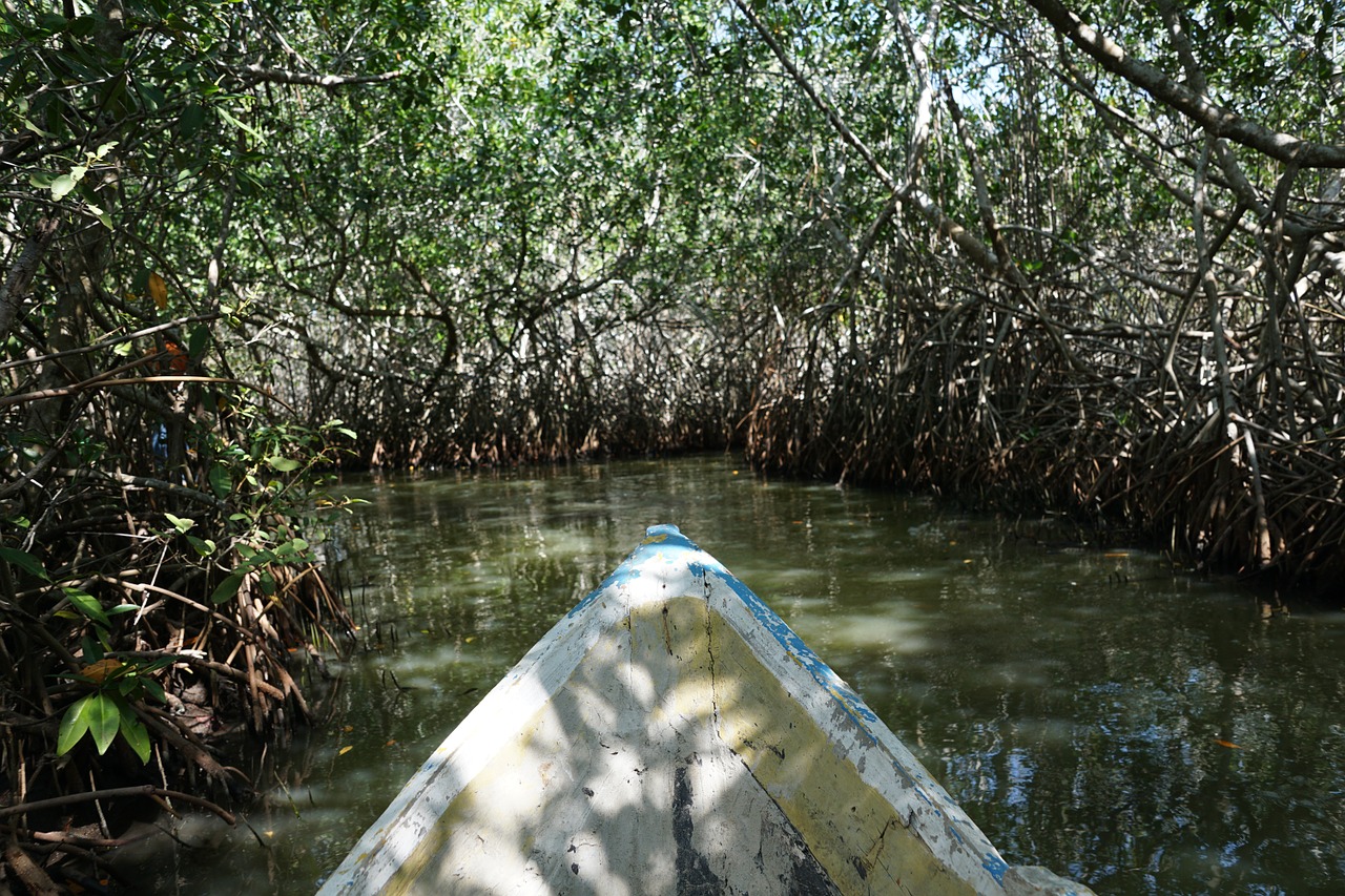 mangroves forest colombia free photo