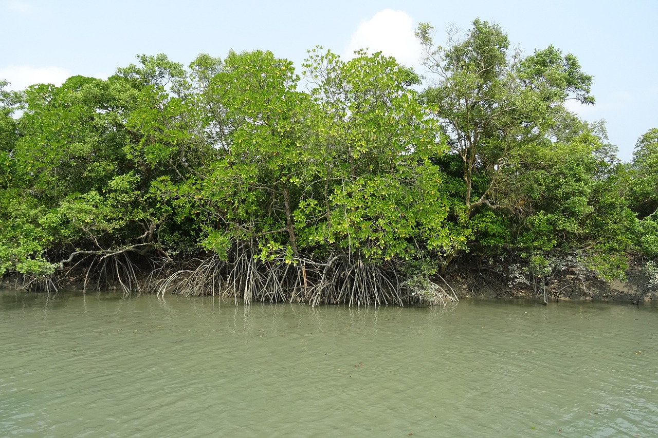 mangroves sundarbans forest free photo