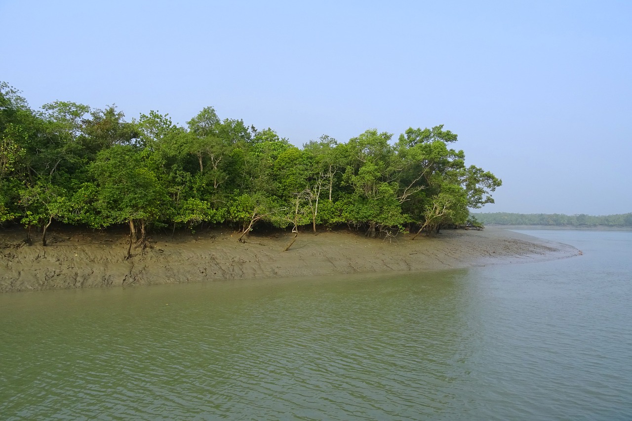 mangroves sundarbans swamp free photo