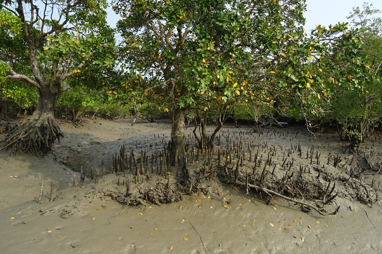 mangroves aerial roots sundarbans free photo