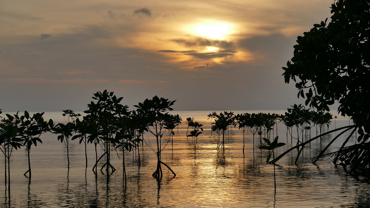 mangroves sunset root free photo