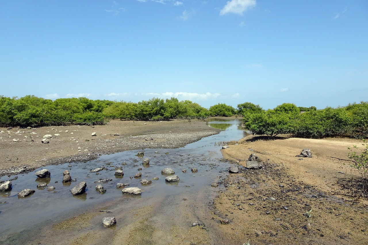 mangroves creek vegetation free photo