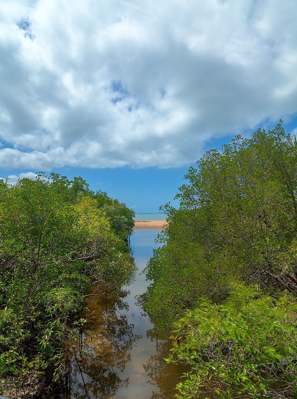 mangroves creek beach free photo