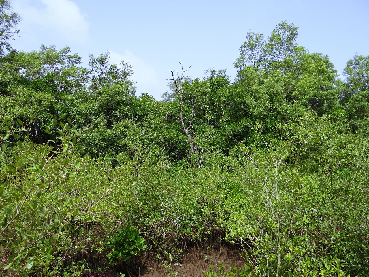 mangroves terekhol river estuary swamp free photo