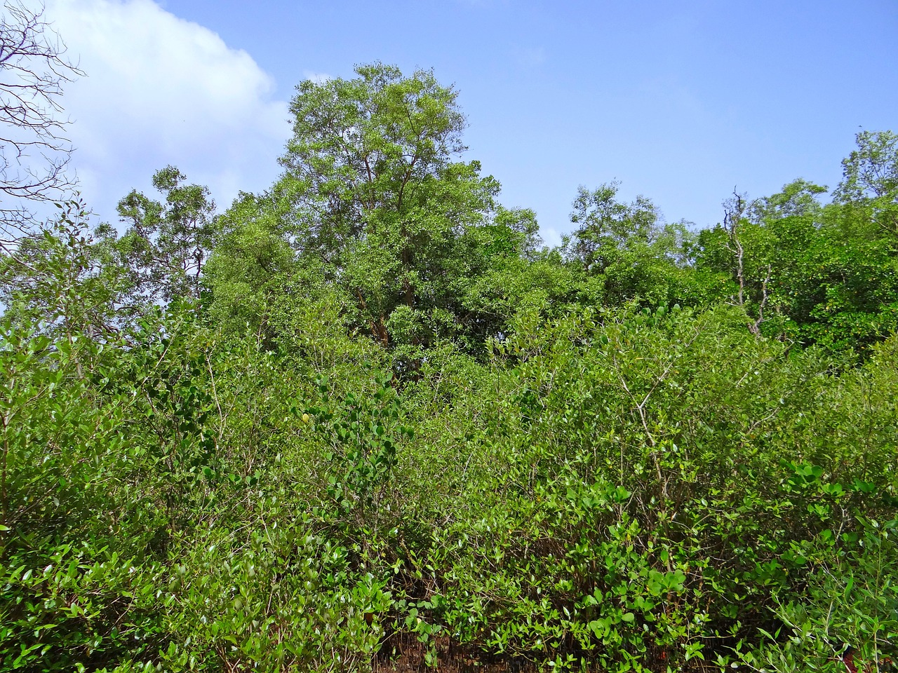 mangroves terekhol river estuary swamp free photo