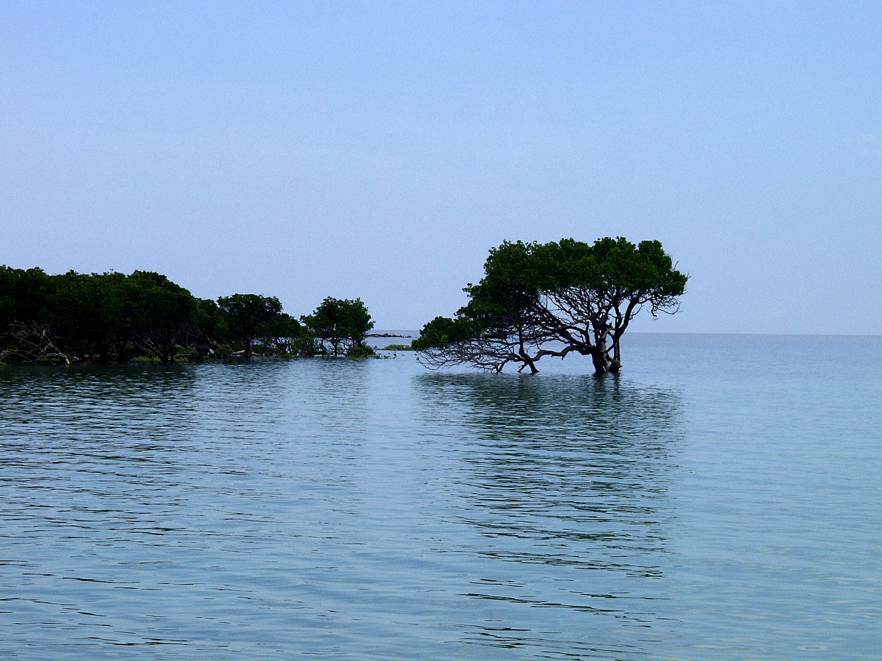 mangroves water shallow water free photo