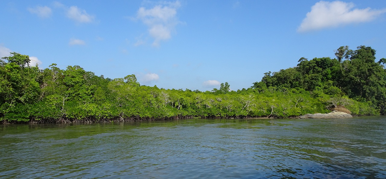 mangroves  forest  lush free photo