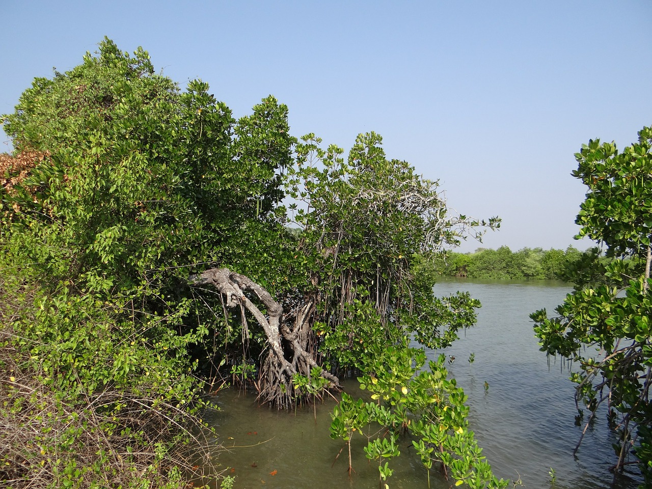 mangroves vegetation estuary free photo
