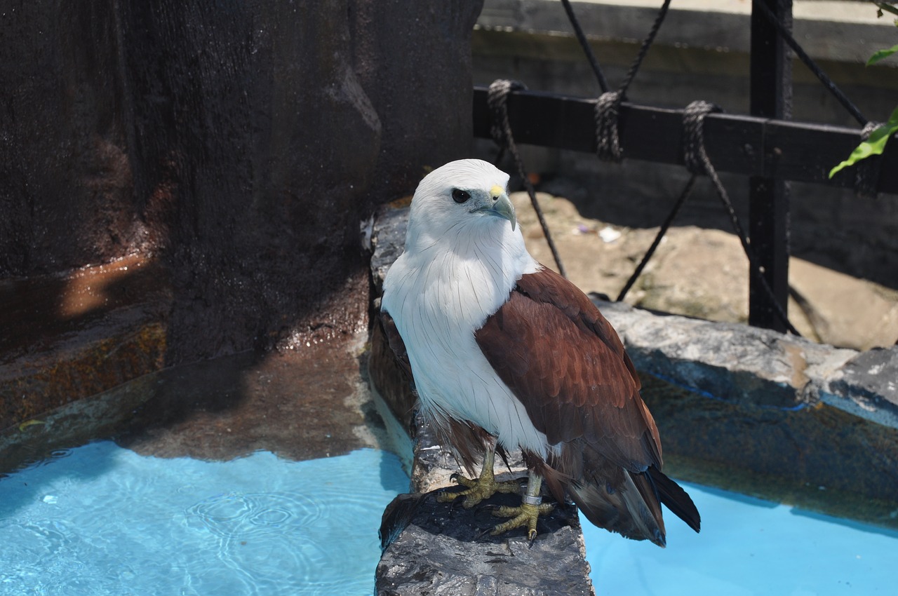 manila ocean park eagle standing free photo