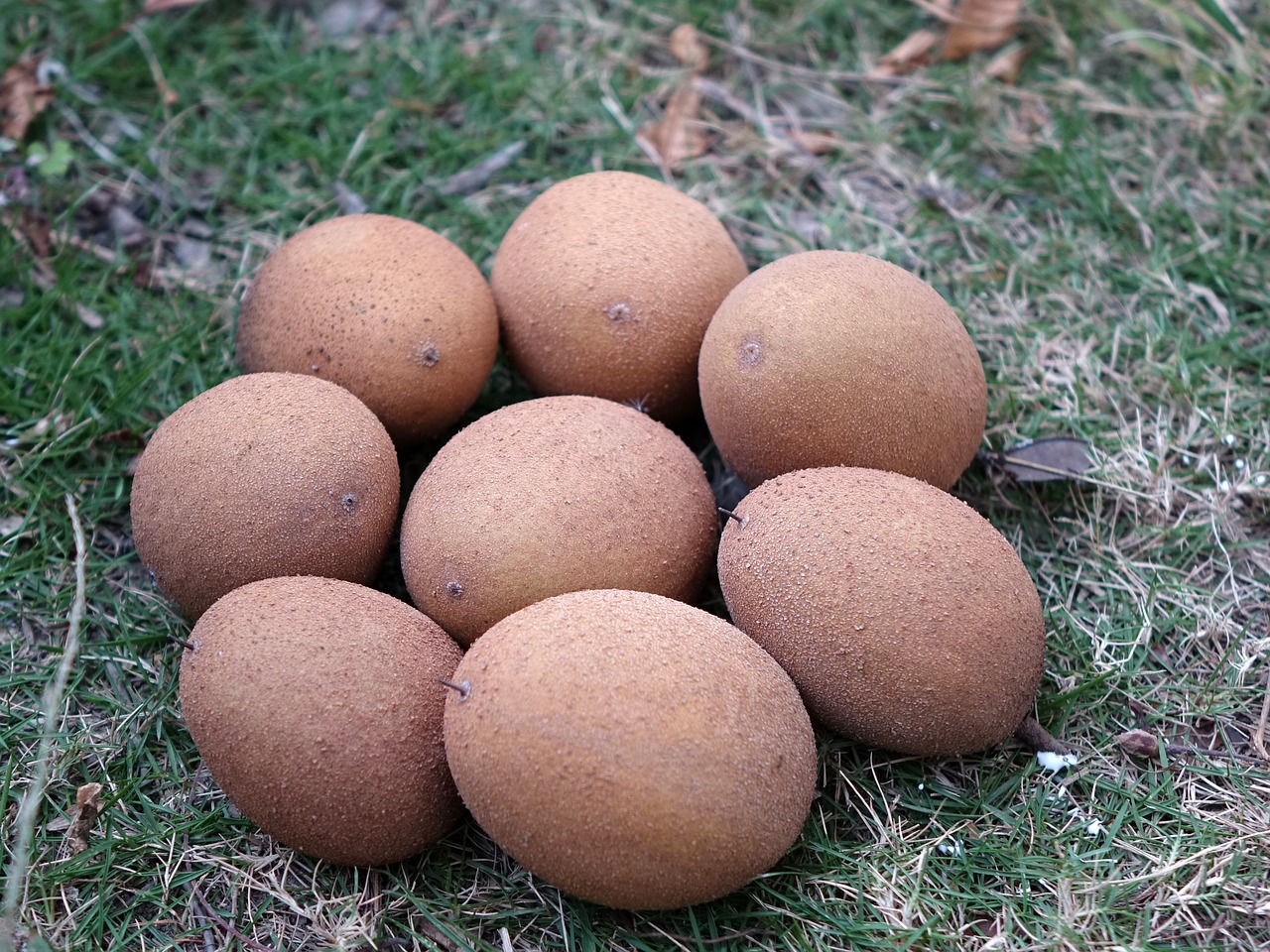 manilkara zapota renxinguo chi iron fruit free photo