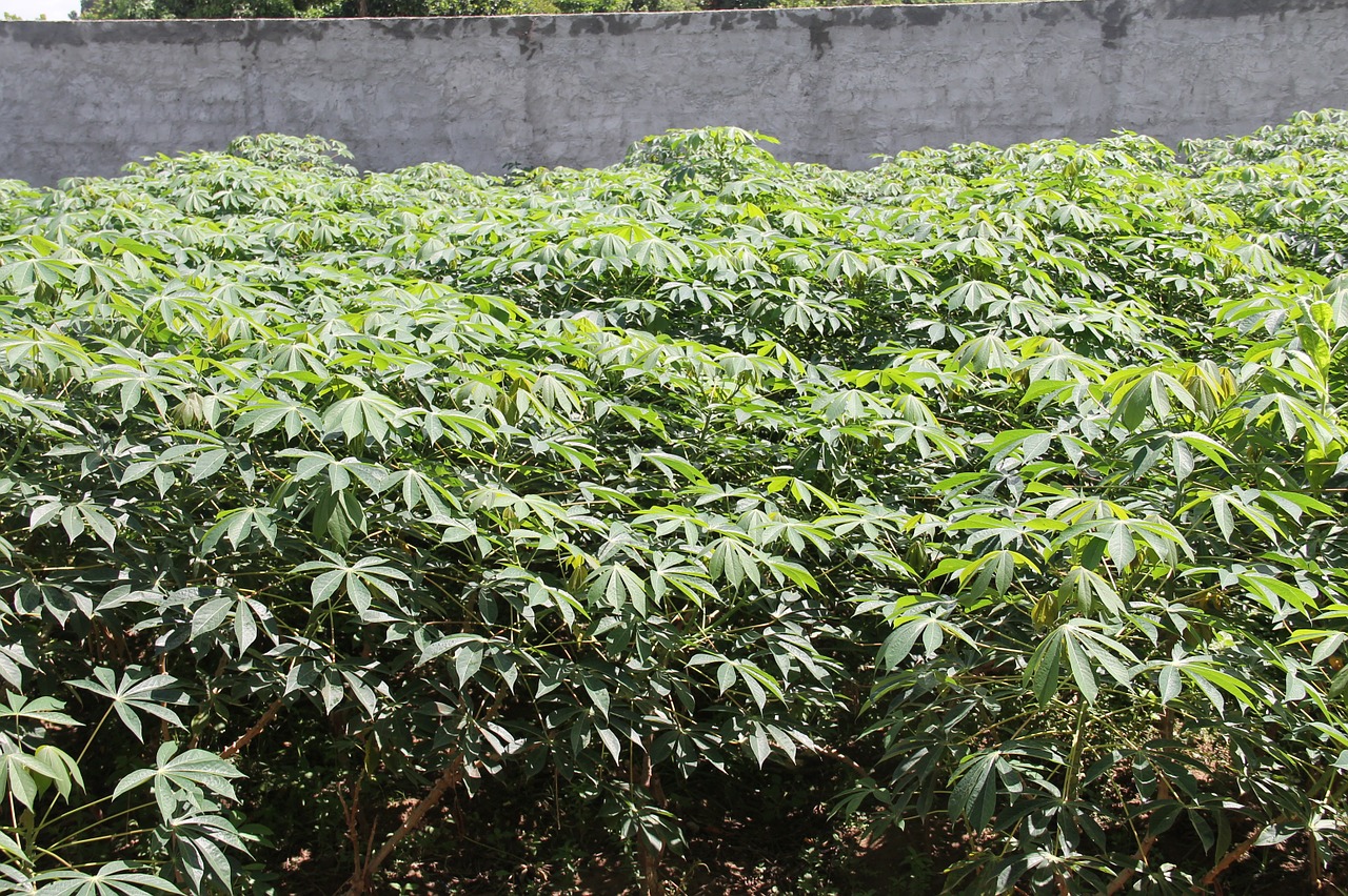 manioc urban farming rural free photo