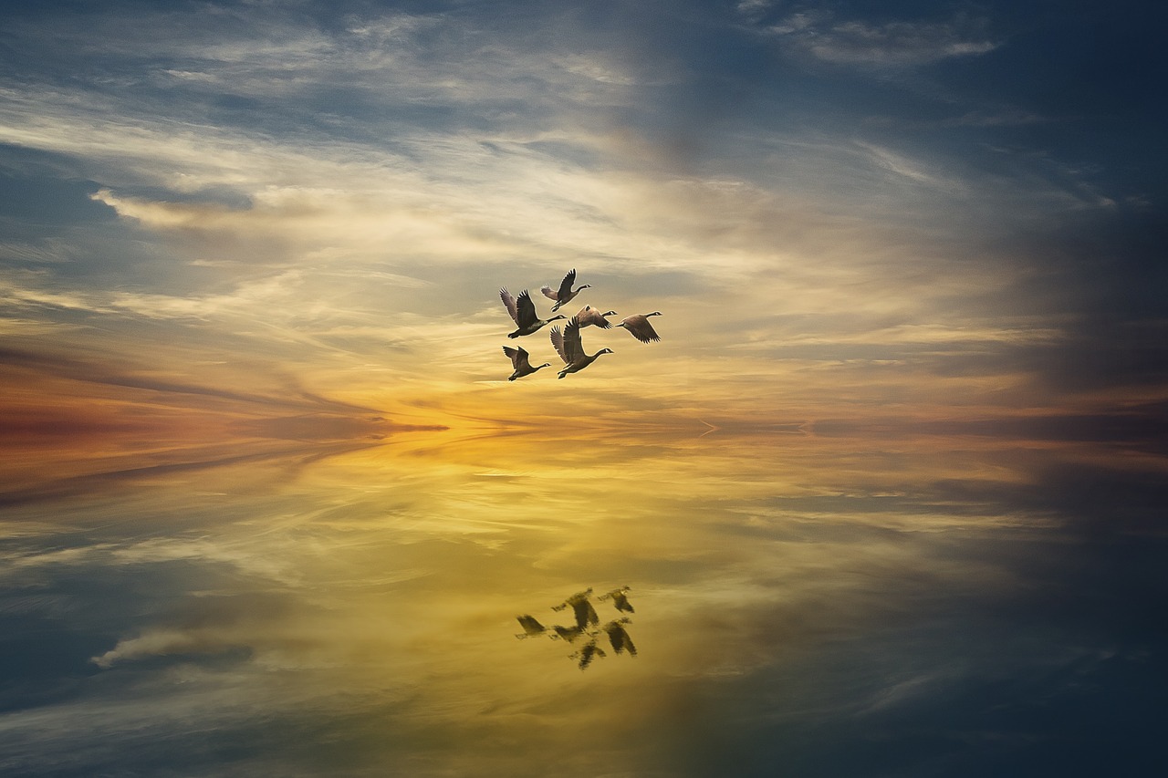 manipulation  geese  sunset free photo