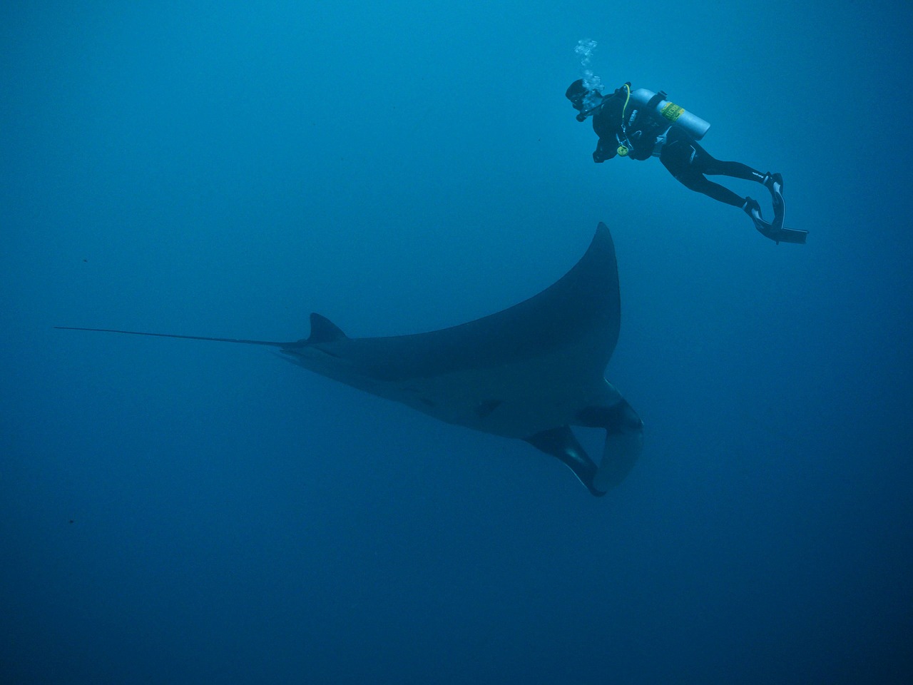 manta rays diving free photo