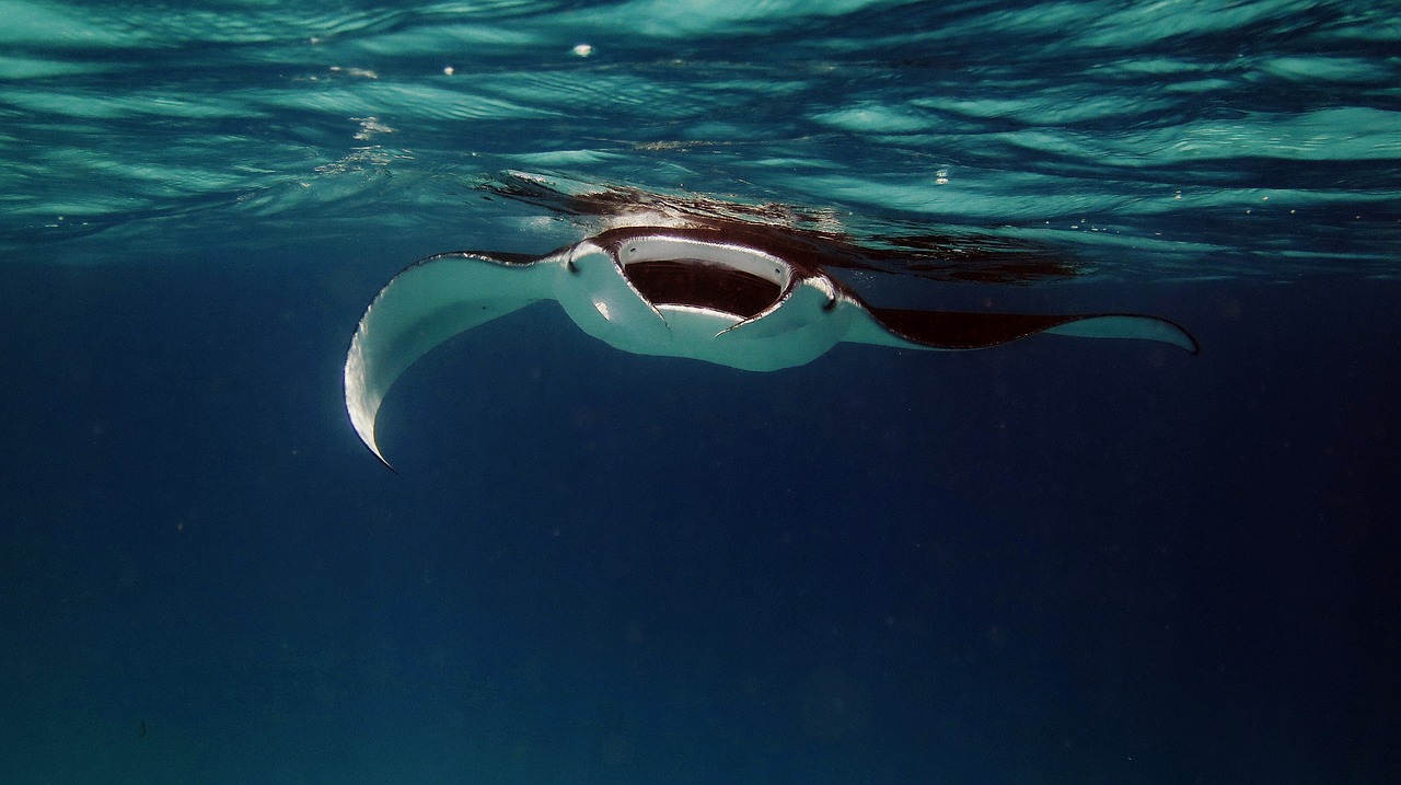 manta manta ray ray free photo