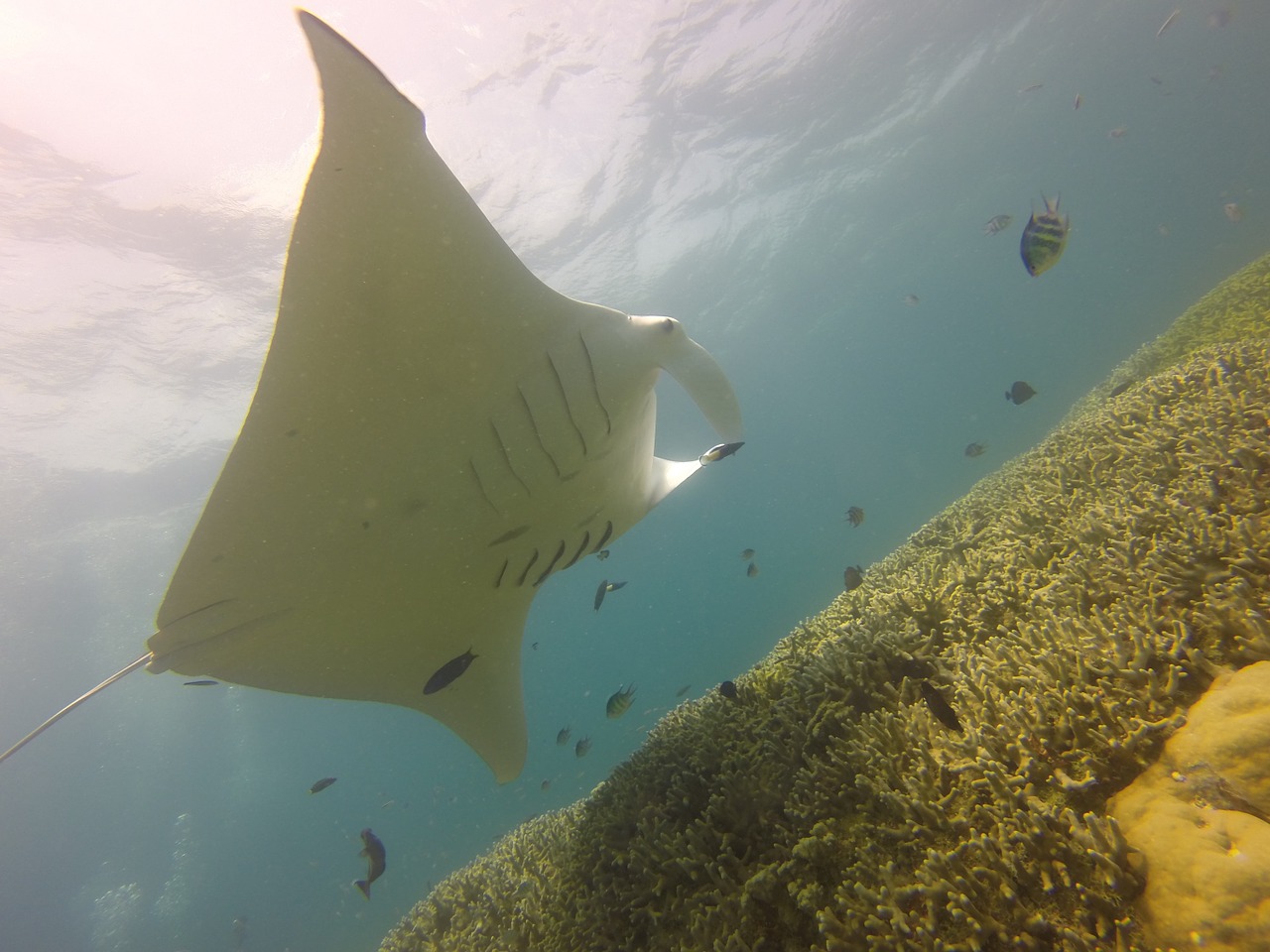 manta ray diving scuba free photo