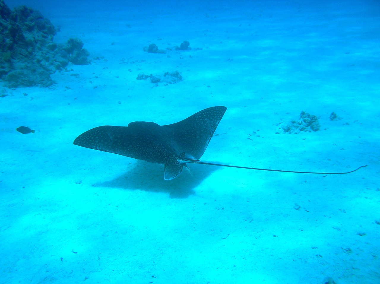 manta ray underwater manta free photo