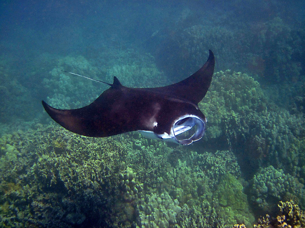 manta ray manta hawaii free photo