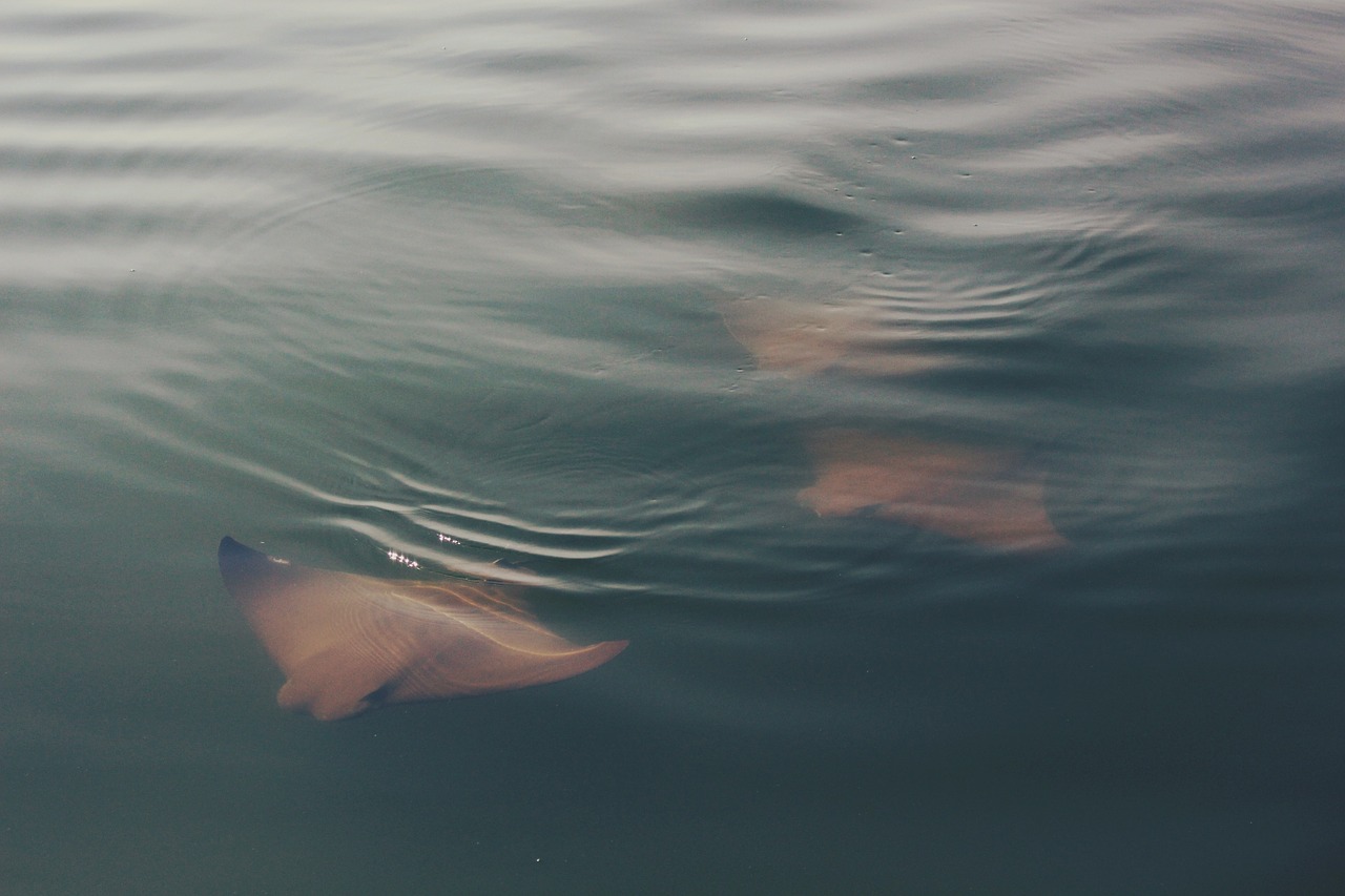 manta ray fish sea free photo