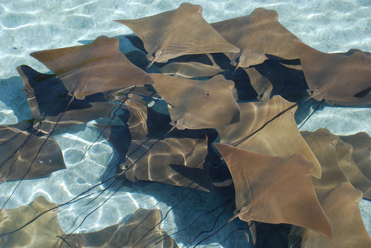 manta rays stingrays sea life free photo