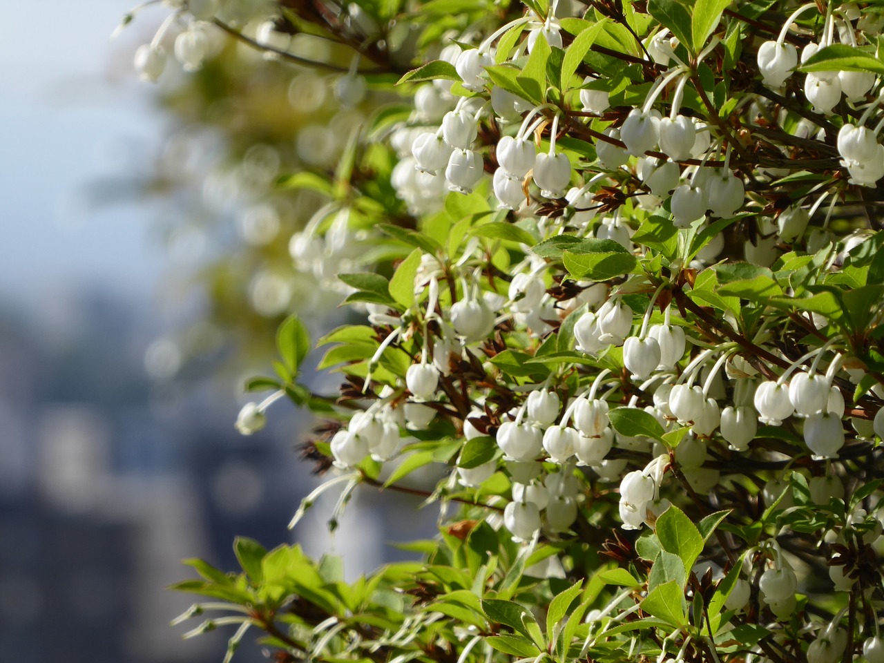 mantenboshi flowers it free photo