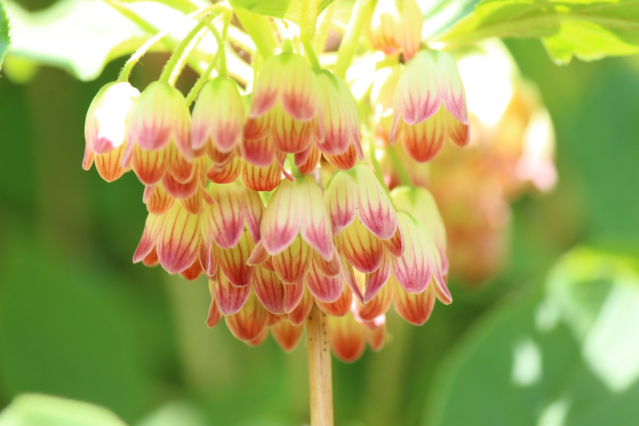 mantenboshi flowers spring free photo