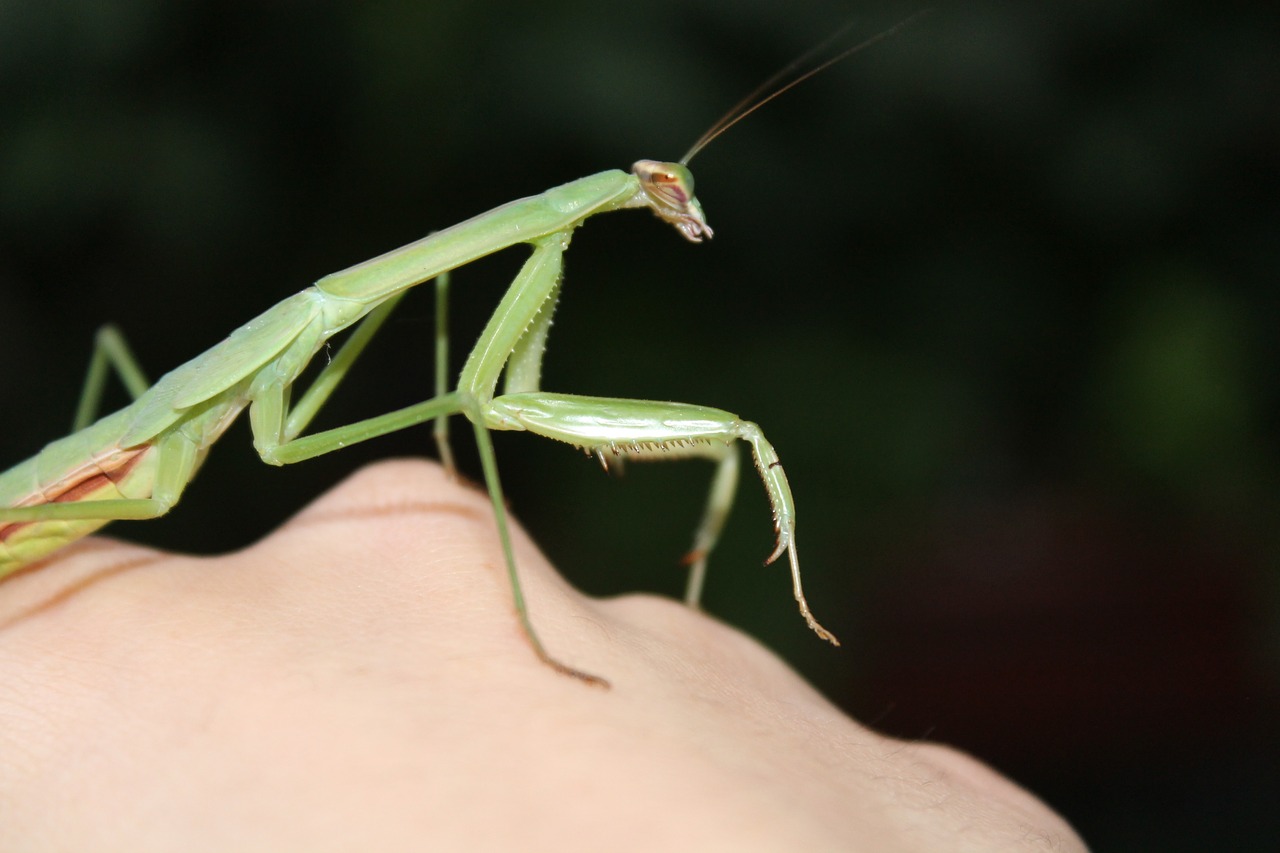 mantis garden insect free photo