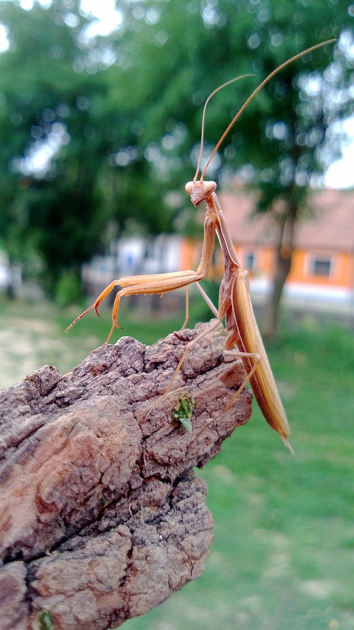 mantis insect mantis religiosa free photo