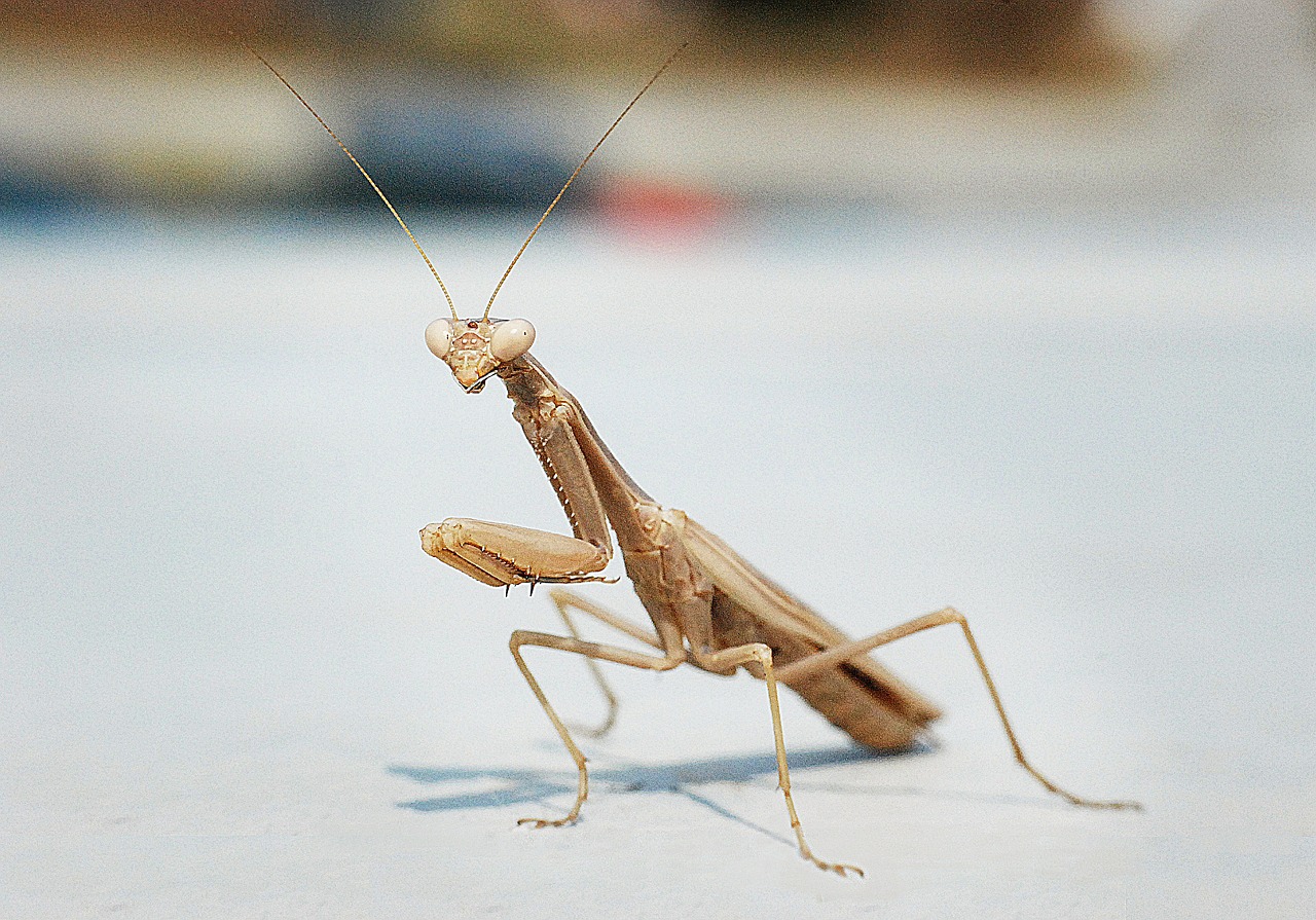 mantis macro insect free photo