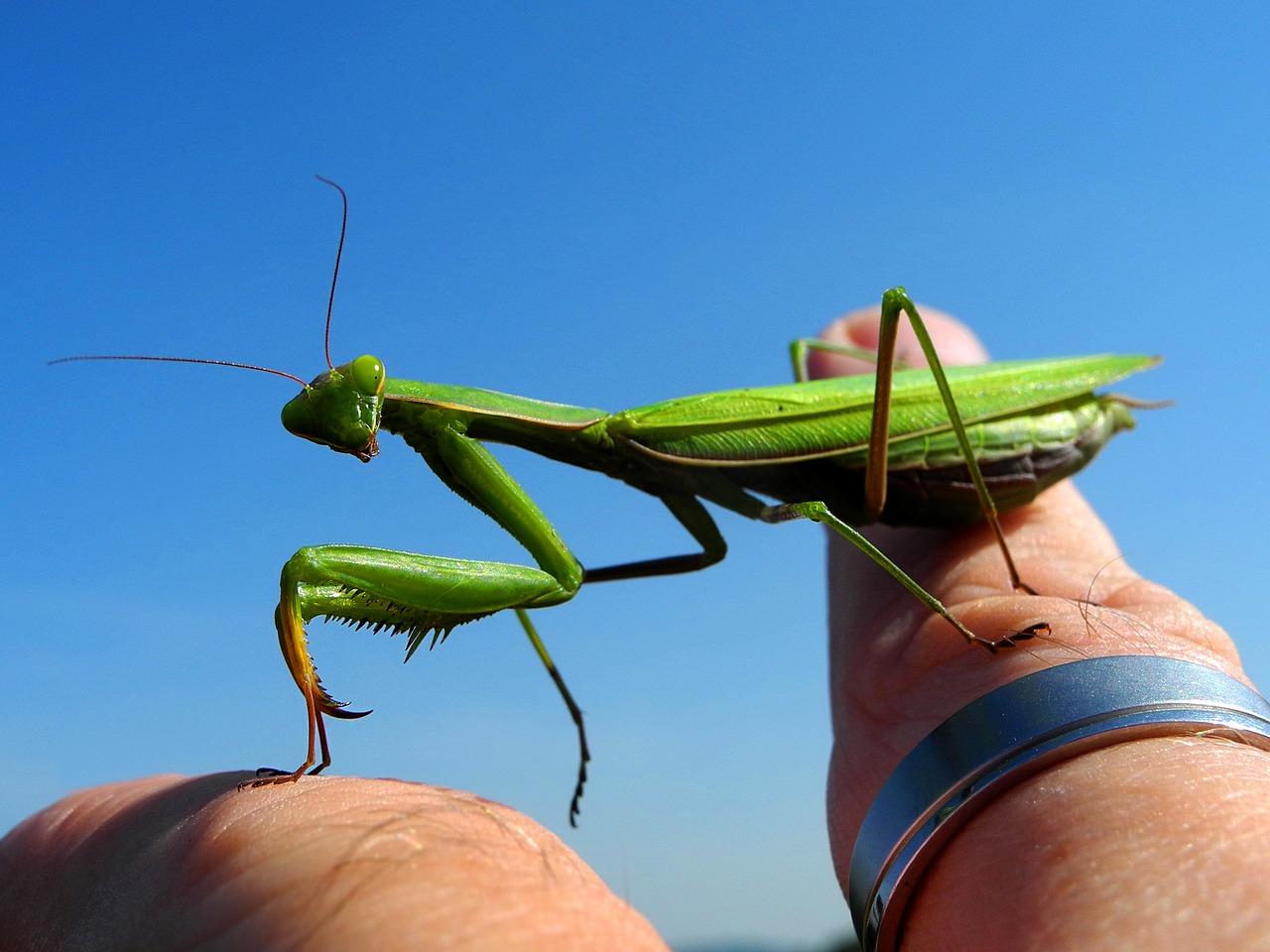 mantis insect green free photo