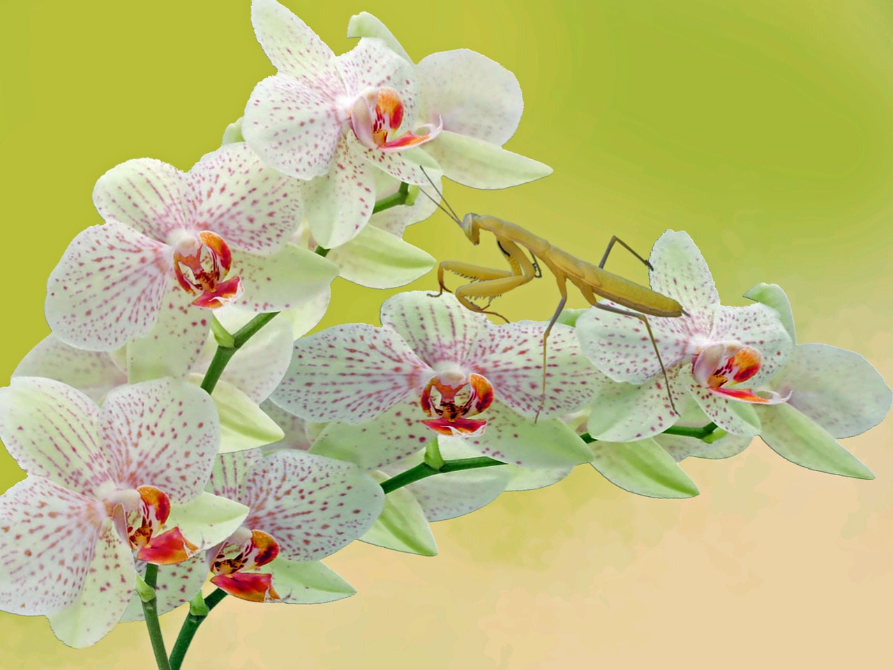 mantis orchid flower free photo