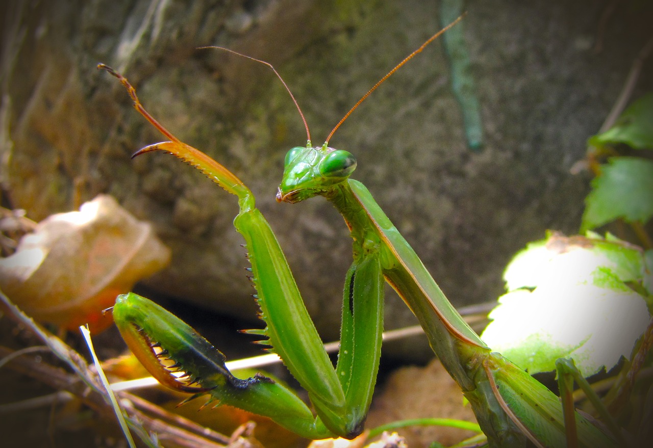 mantis animal green free photo