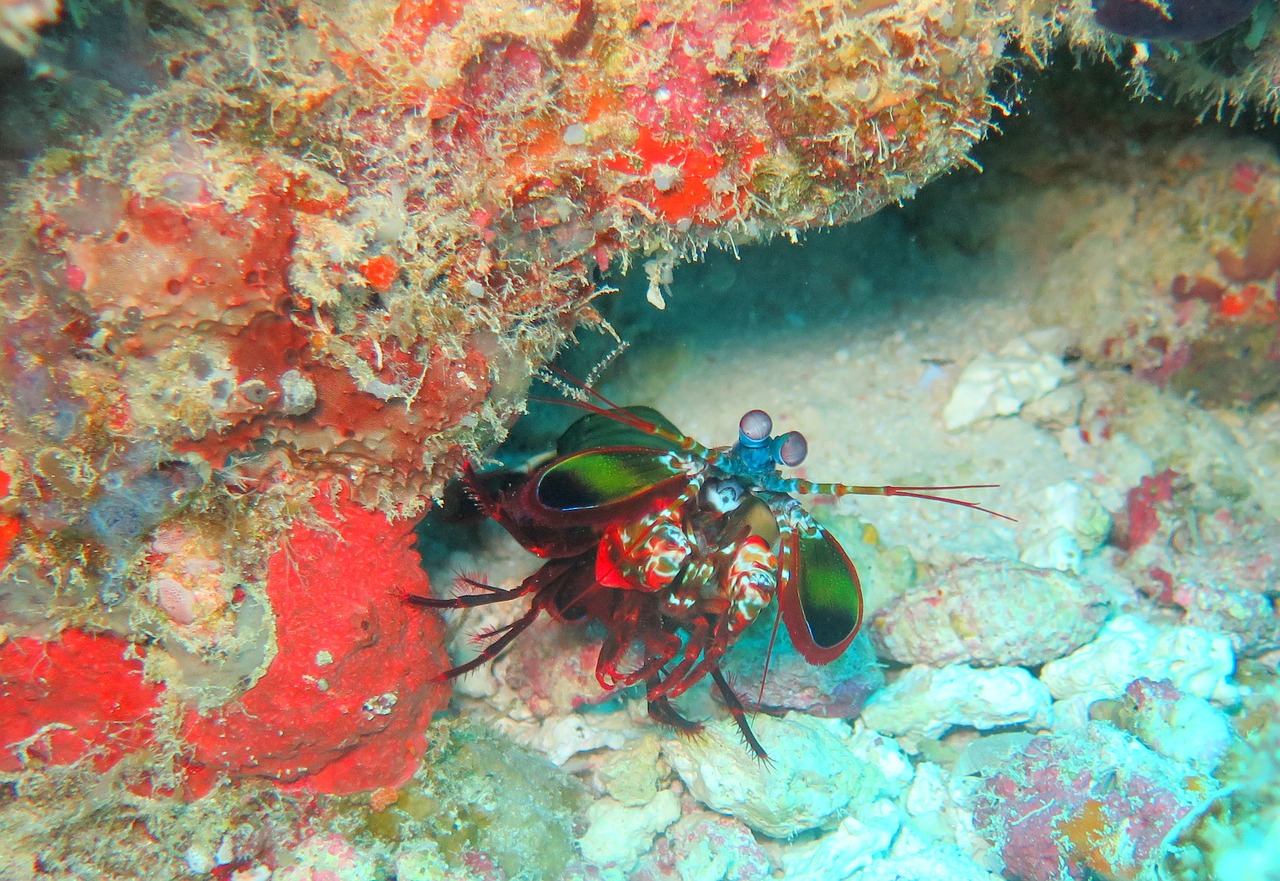 mantis shrimp sea free photo