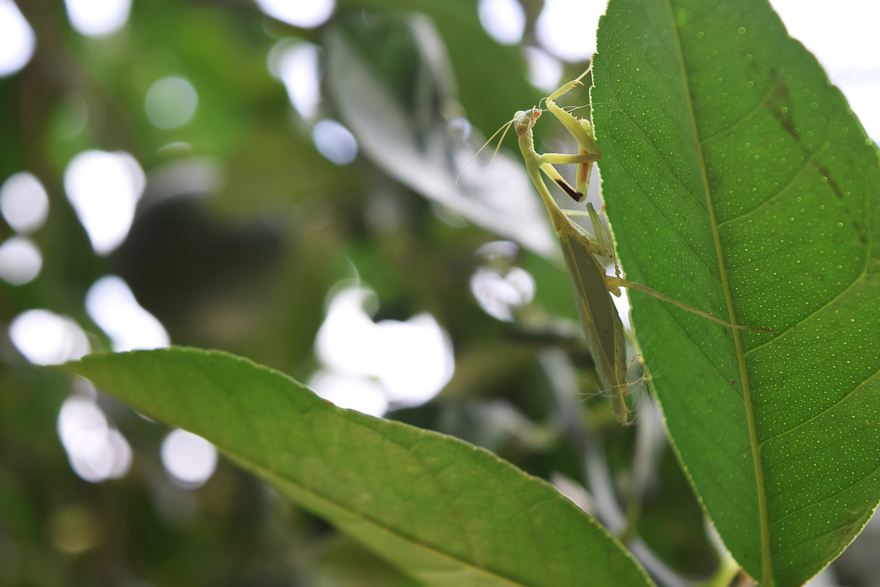 mantis insects leaf free photo