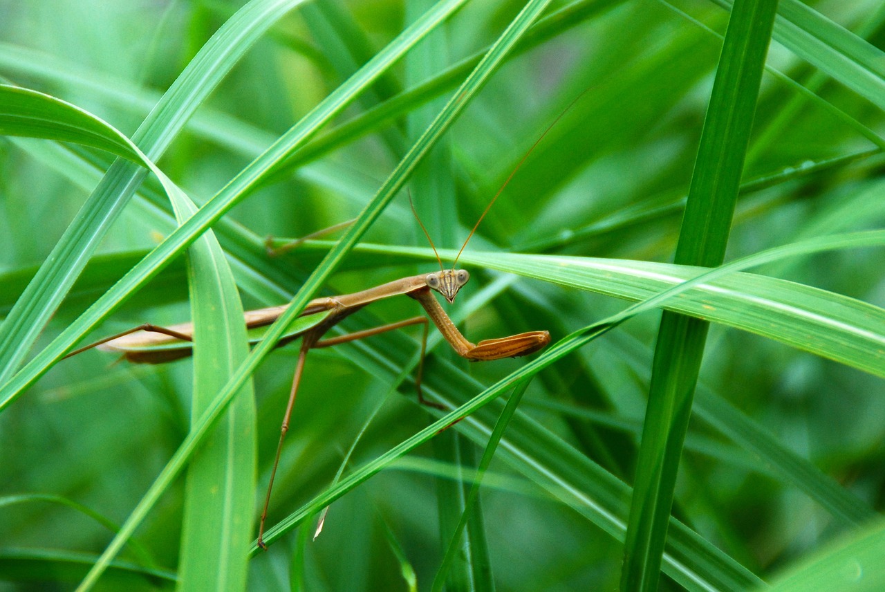 mantis insect predator free photo