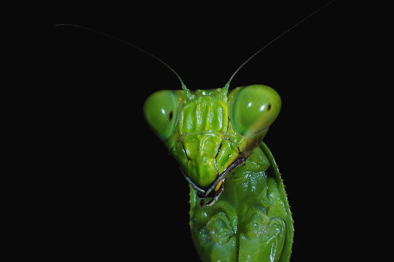 mantis insect macro free photo