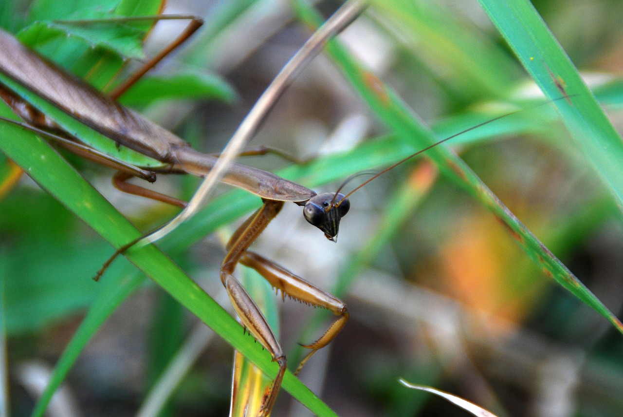 mantis predator insect free photo