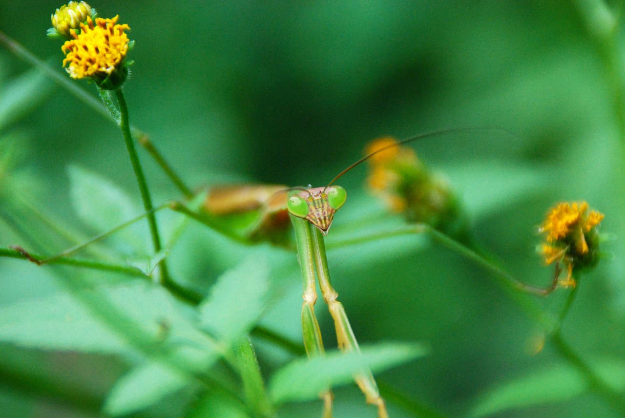 mantis insect bug free photo