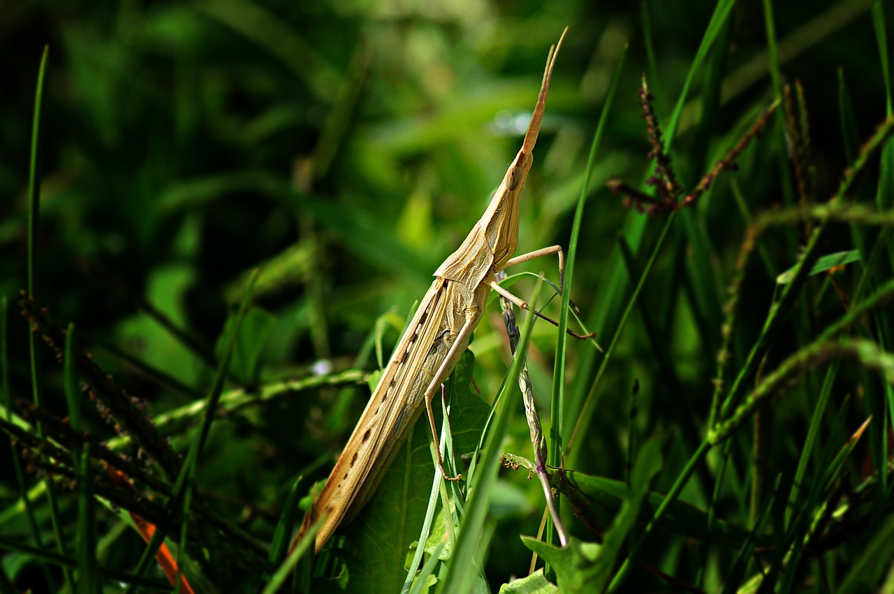 mantis phasmid insect free photo