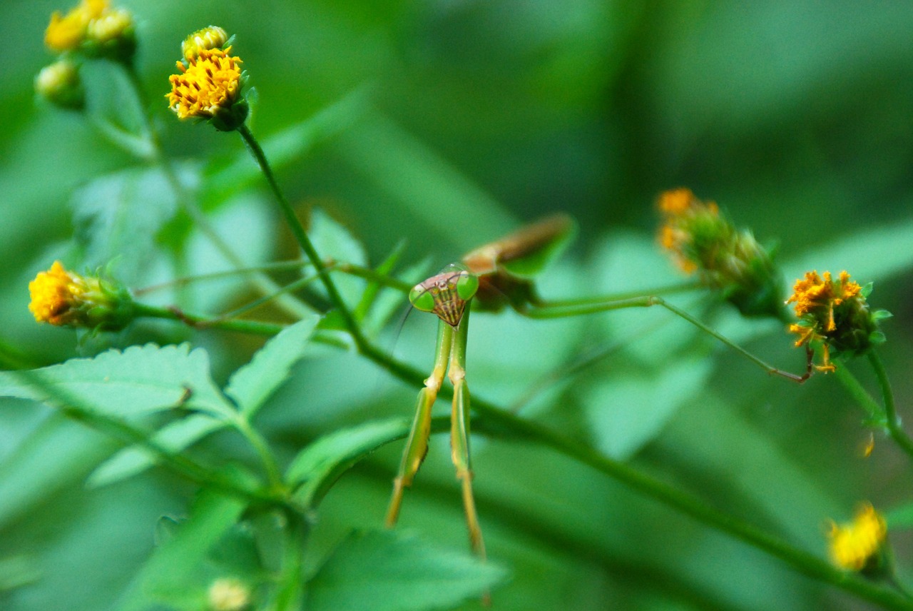 mantis insect bug free photo