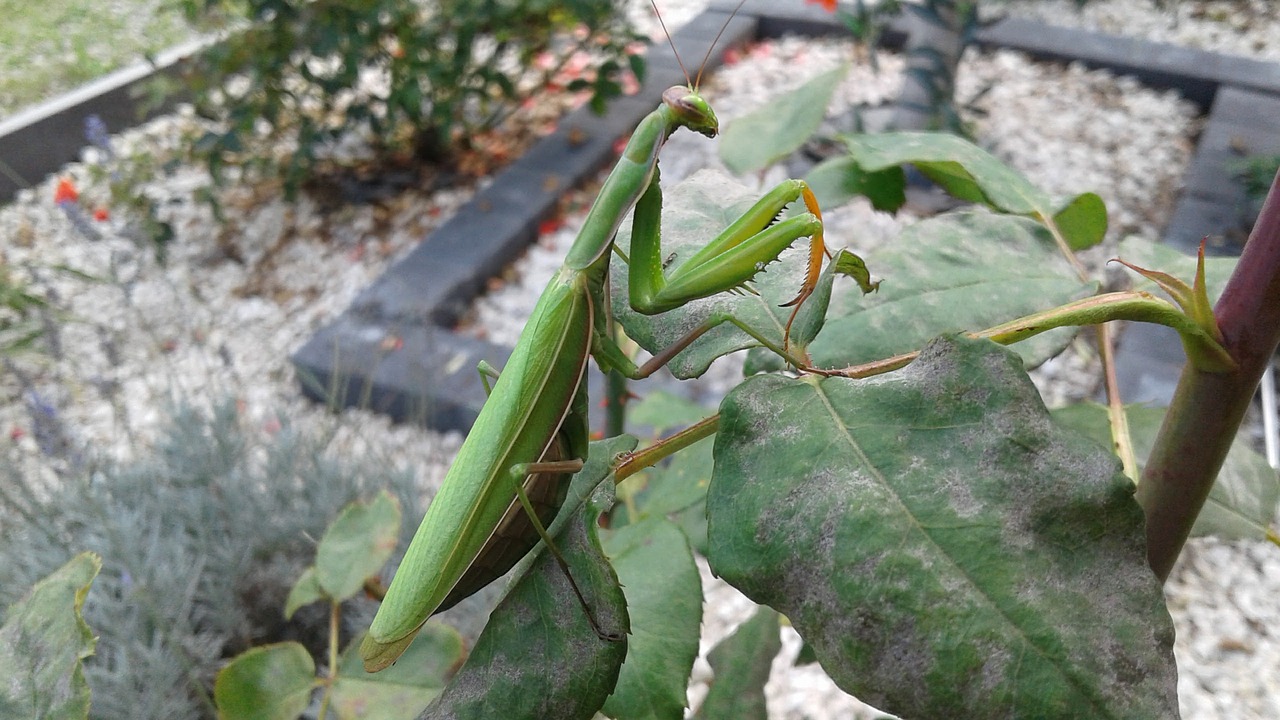 mantis insect nature free photo