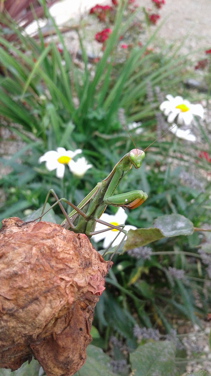 mantis leaf insect free photo